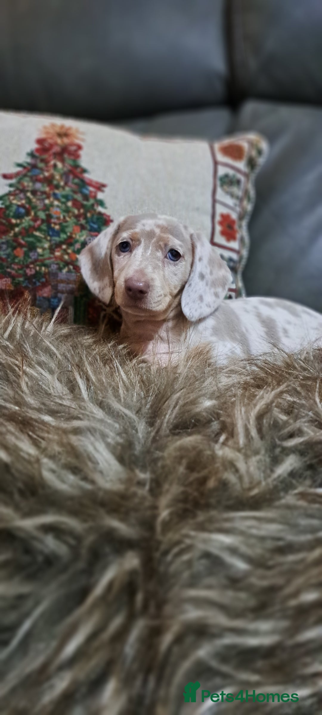 Miniature Dachshund dogs for sale: Miniature dachshund  - Advert 3