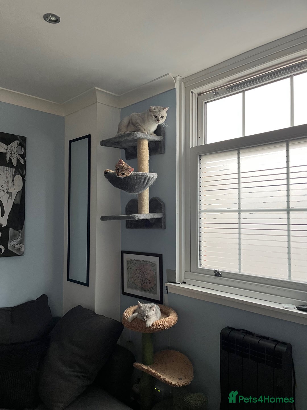 British Shorthair cats for sale: Beautiful British Shorthair Kittens... - Image 10
