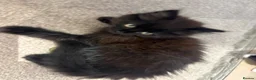 Mixed Breed cats for sale: Beautiful quarter Persian kitten  - Advert 5
