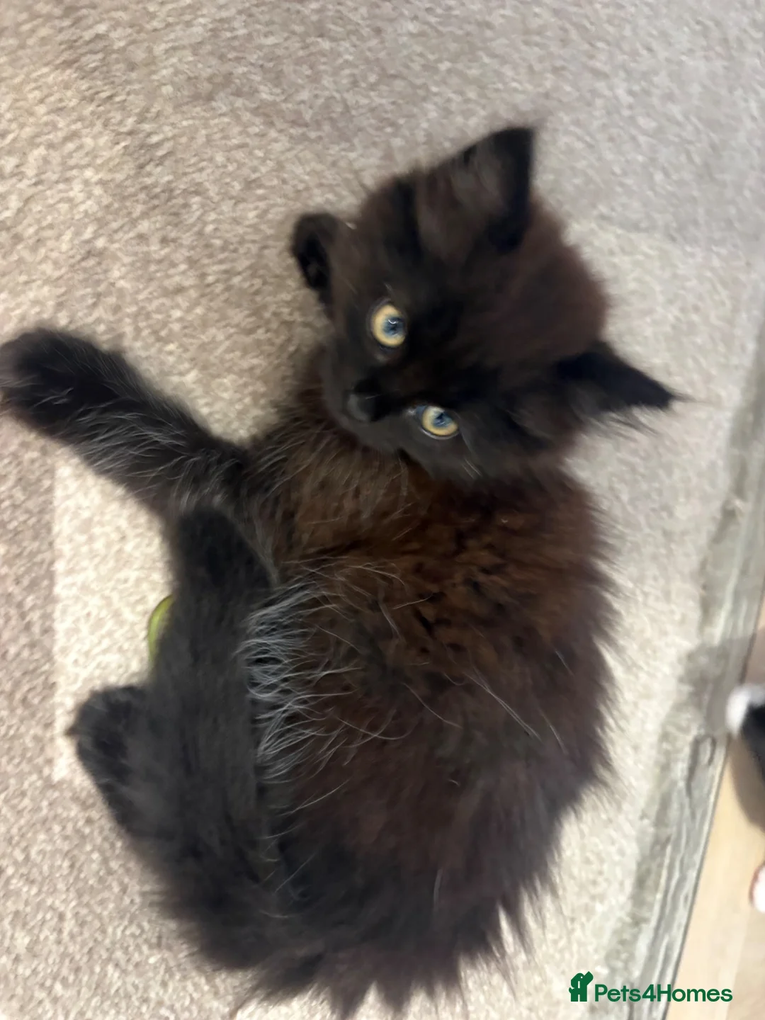 Mixed Breed cats for sale: Beautiful quarter Persian kitten  - Advert 5