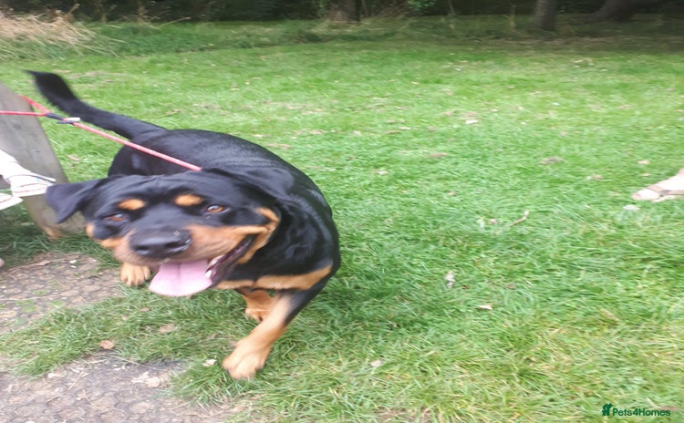 Rottweiler dogs - Advert 7