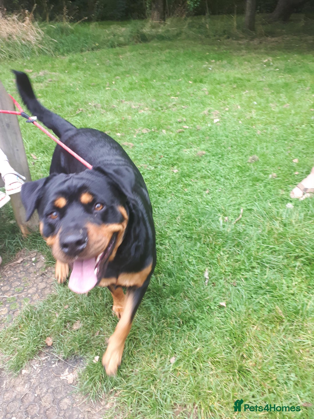 Rottweiler dogs for sale: Female rotweiller  - Image 1