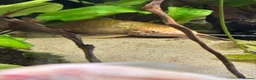 Angelfish fish for sale: Aquarium full set  - Advert 10