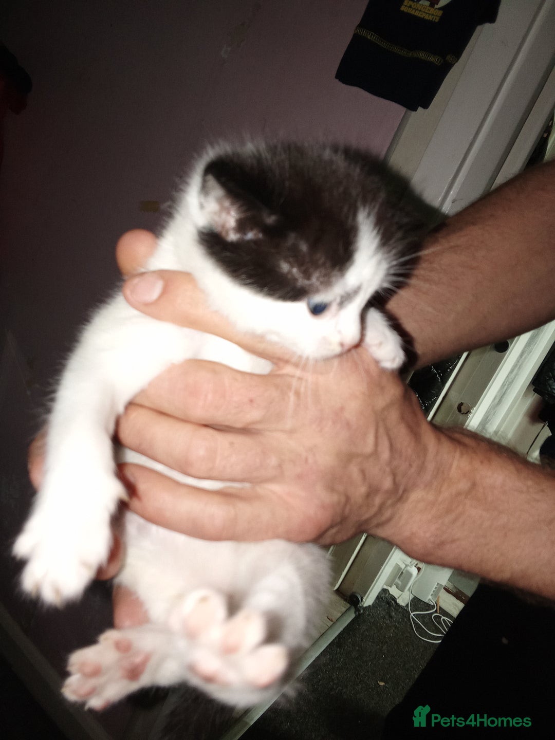 Mixed Breed cats for sale: Kittens for sale  - Image 35