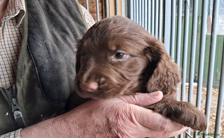Sprocker dogs - Advert 7