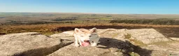 Siberian Husky dogs for sale: Beautiful 7 month old Siberian husky  in Ivybridge - Advert 2