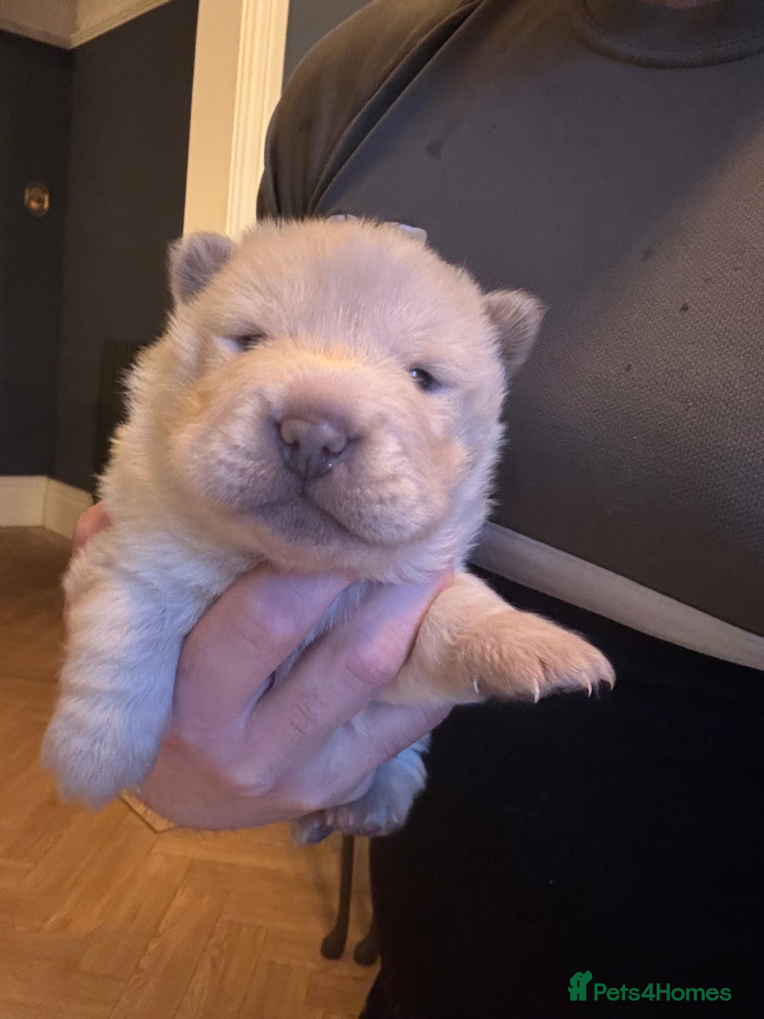 Shar Pei dogs for sale: 3  Gorgeous bears 🐻  - Advert 13