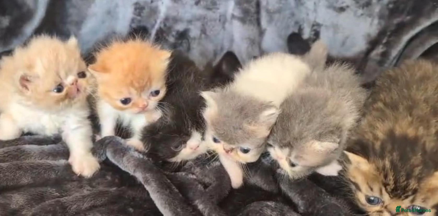 Persian cats Beautiful Persian kittens - Advert 1
