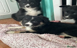 Border Collie dogs for sale: Border collies - Advert 5