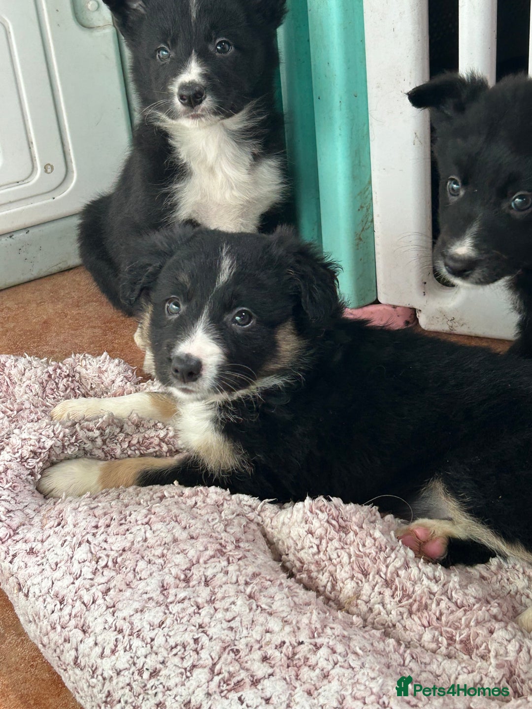 Border Collie dogs for sale: Border collies - Advert 5