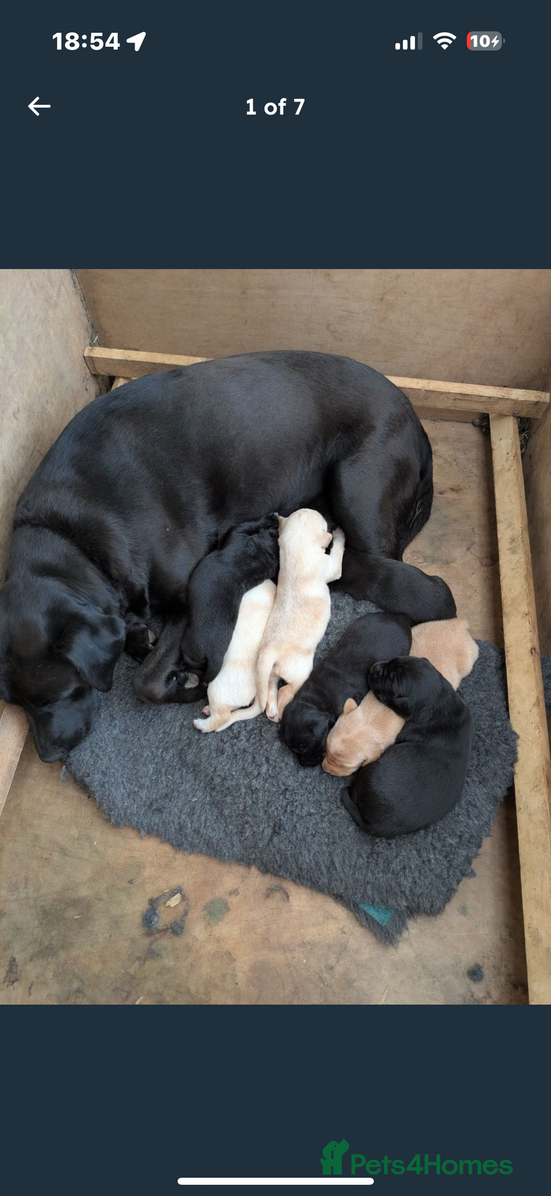 Labrador Retriever dogs for sale: 15 Week Old Black Labrador  - Advert 2