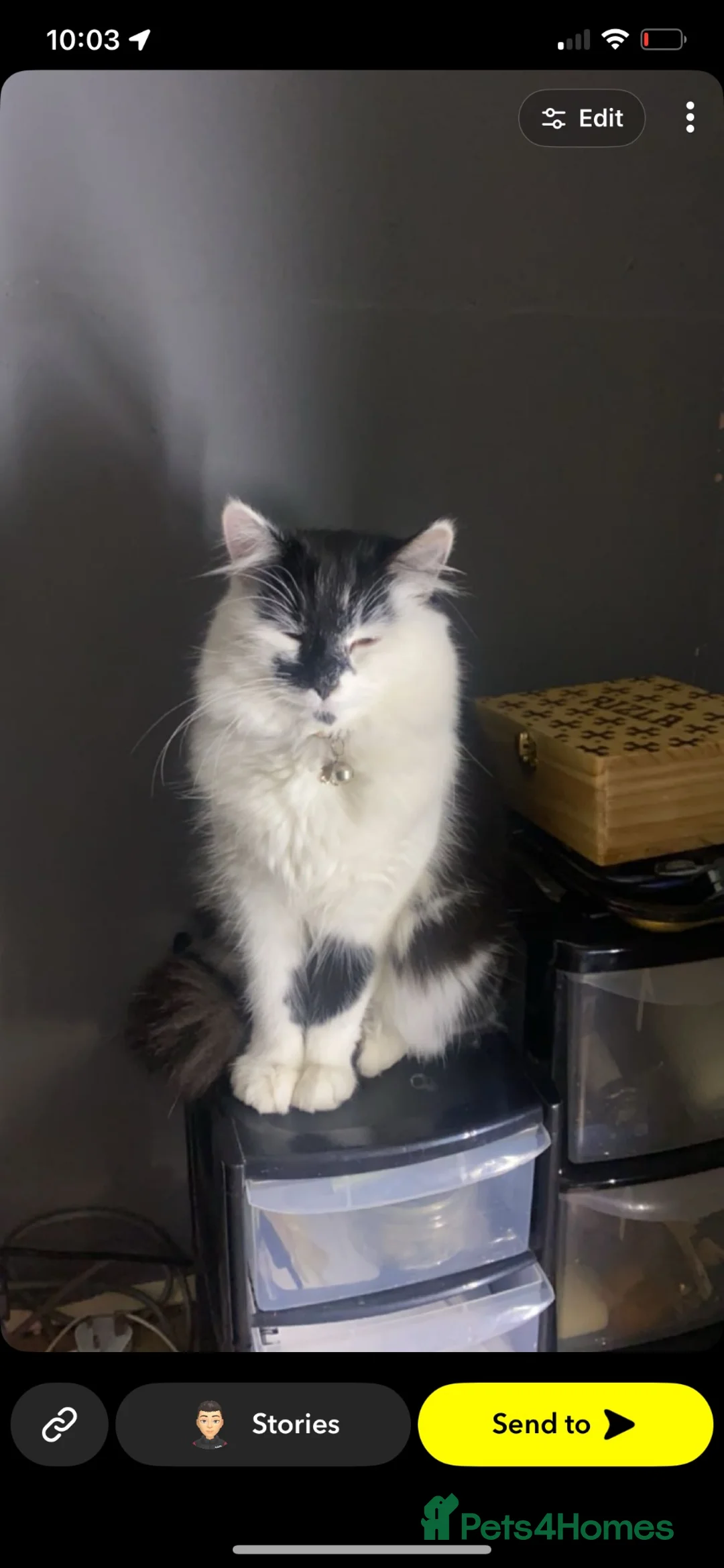 Mixed Breed cats for sale: 4 beautiful kitten ready for a amazing home. in Birmingham - Advert 1