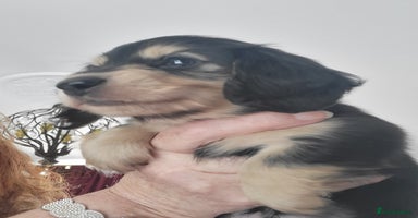 Miniature Dachshund dogs - Advert 4