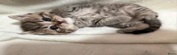 Scottish Fold cats for sale: Scottish fold/British  - Advert 7