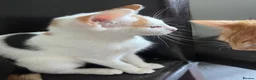 Mixed Breed cats for sale: 7 Stunning Mixed Breed Turkish Angora kittens - Advert 21