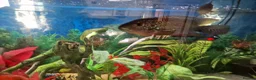 Cichlids fish for sale: Cichlids for sales - Advert 6