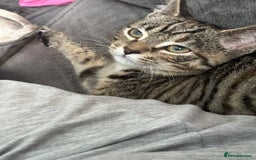 Mixed Breed cats for sale: The most loving bundles of fluff  - Image 3