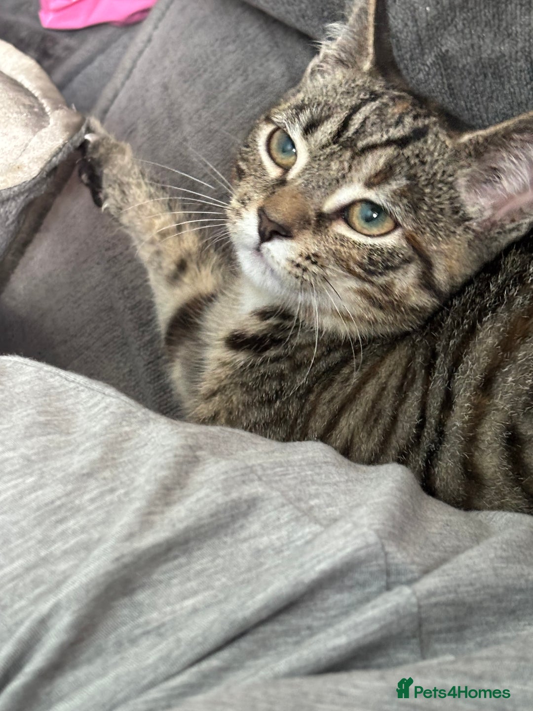 Mixed Breed cats for sale: The most loving bundles of fluff  - Image 3
