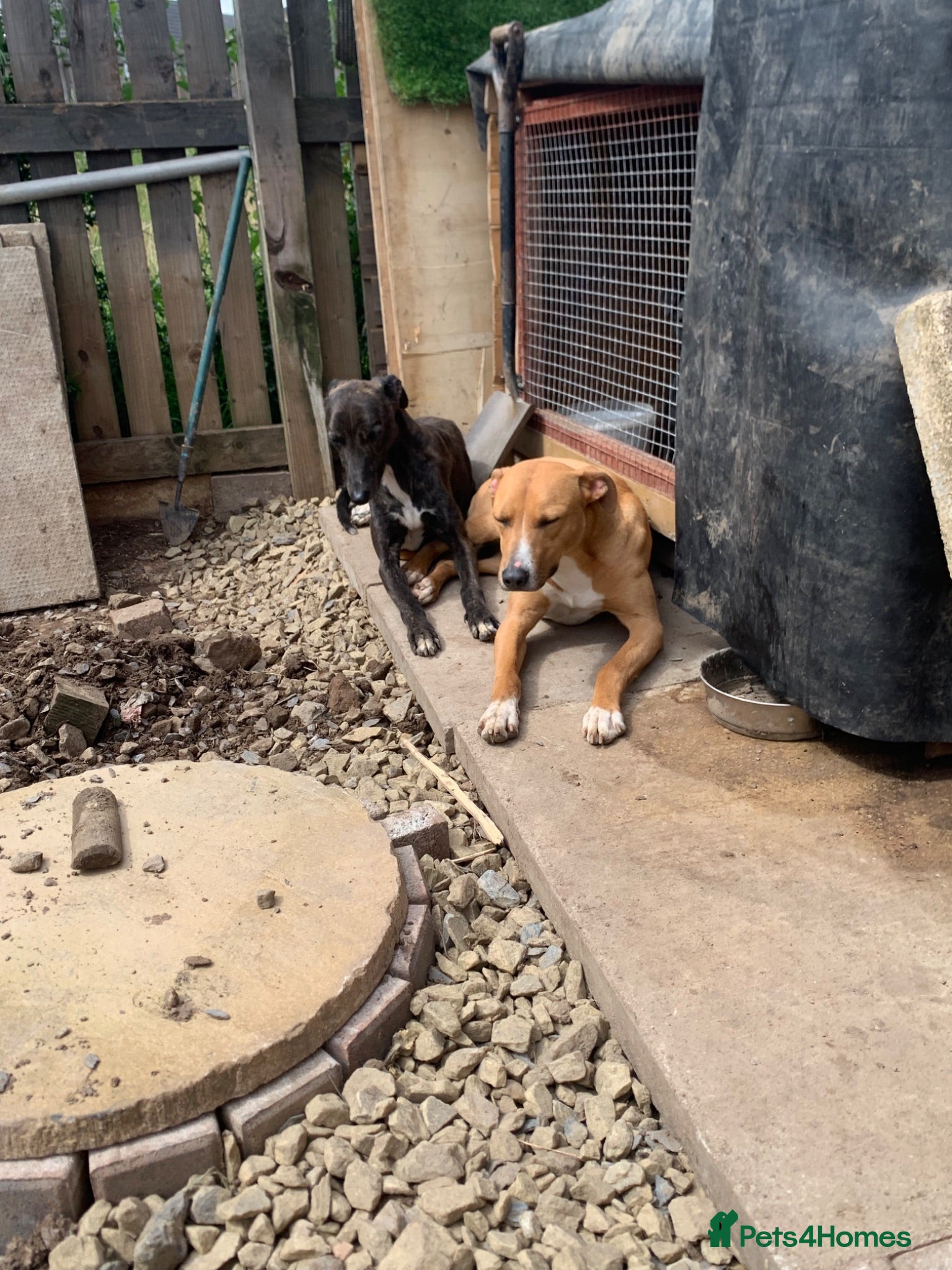 Lurcher dogs 6 beautiful collie whippet grey x bull greys  - Advert 5