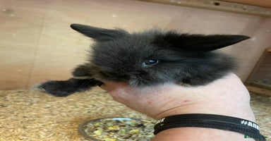 Lionhead rabbits - Advert 6