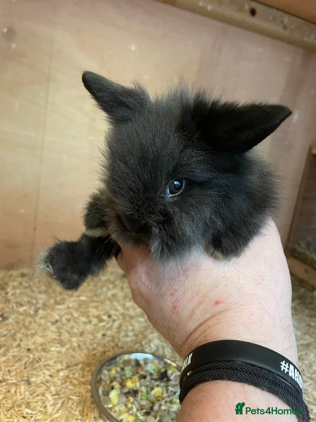 Lionhead rabbits for sale: 2 MALE LIONHEAD RABBITS - Image 2