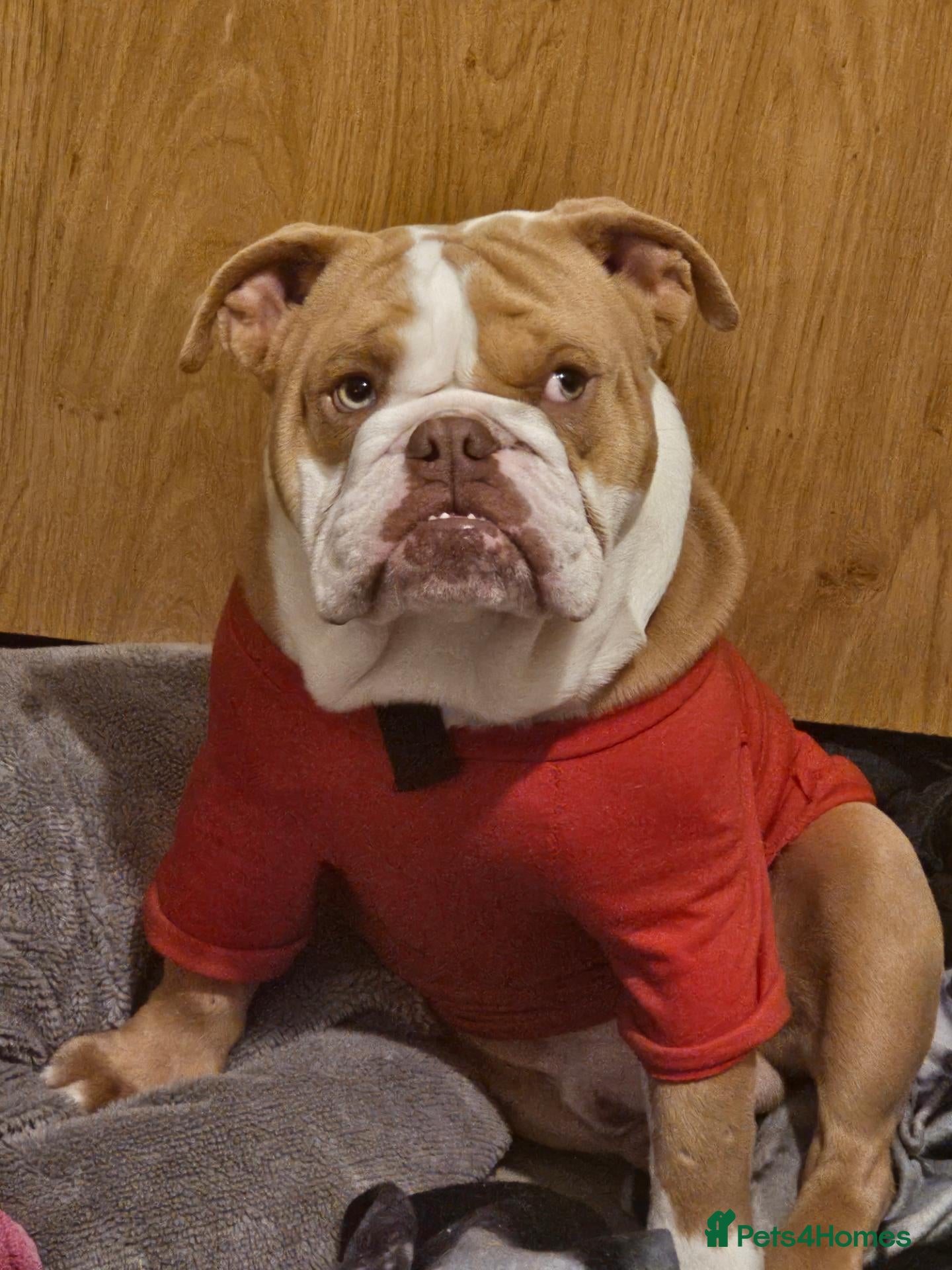Dorset Olde Tyme Bulldogge dogs 3 yr old olde bulldog - Advert 9