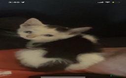 Mixed Breed cats for sale: kittens for sale - Image 3