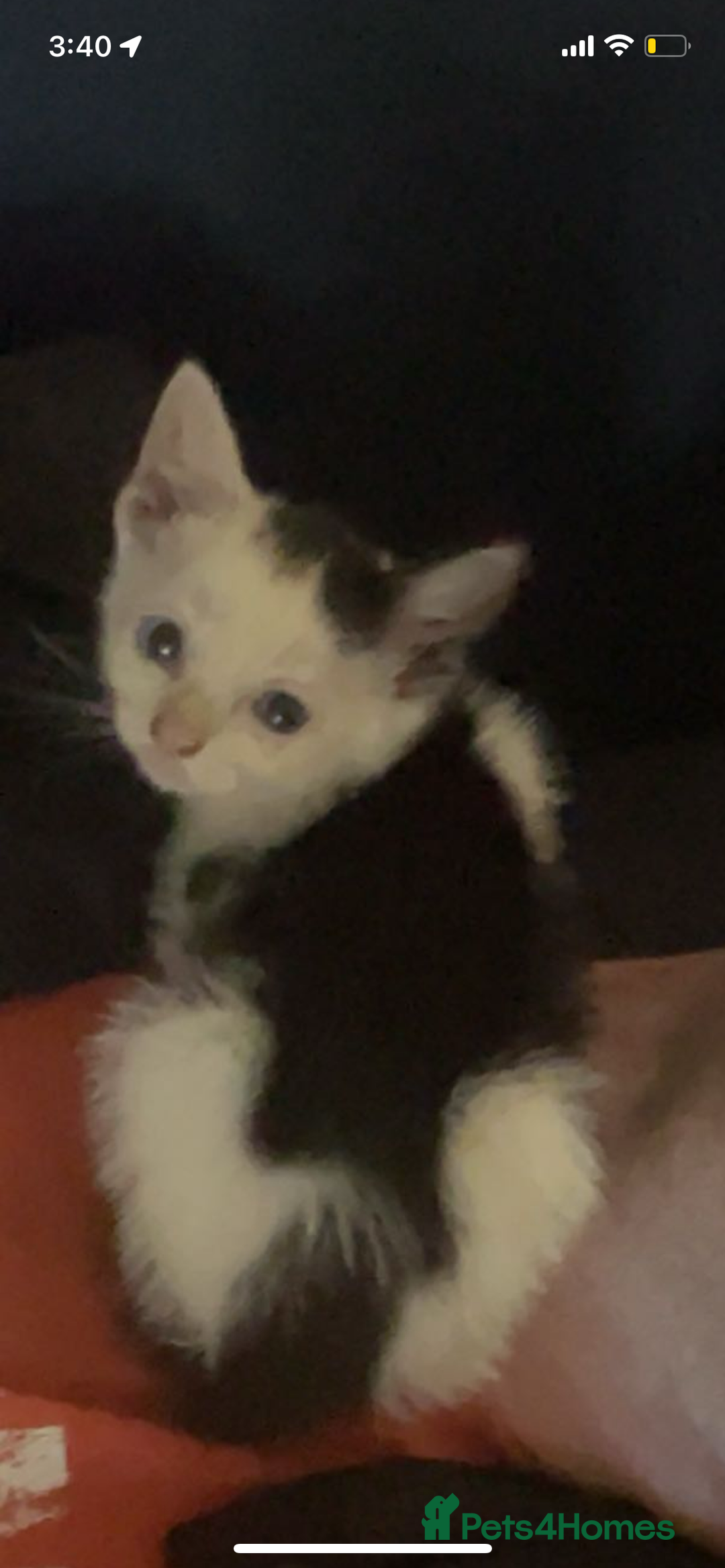 Mixed Breed cats for sale: kittens for sale - Image 3