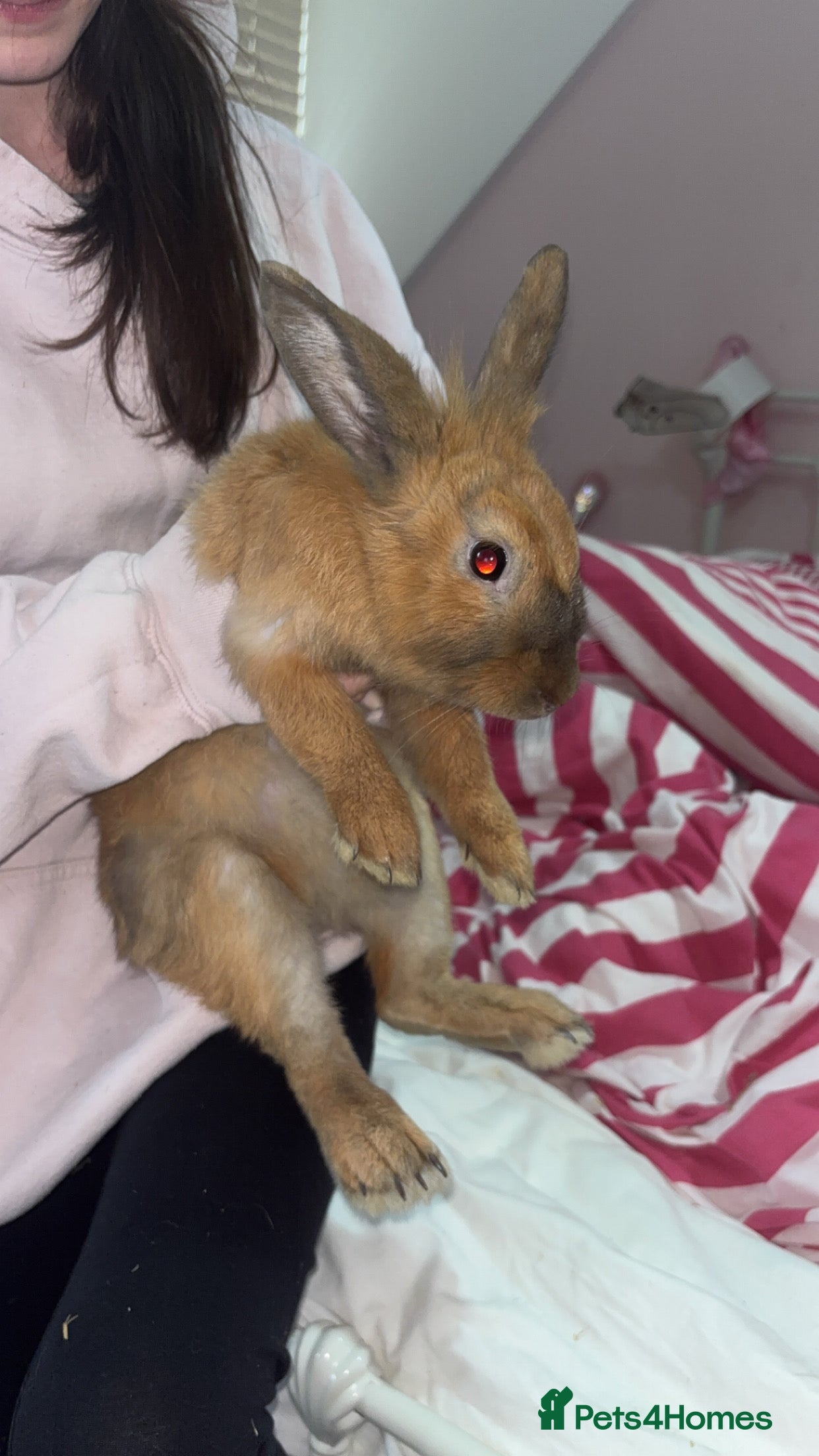 Mixed Breed rabbits Gorgeous ginger rabbit  - Advert 1