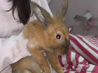 Mixed Breed rabbits Gorgeous ginger rabbit - Advert 6