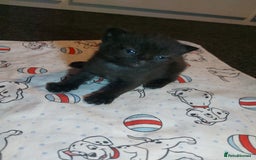 Mixed Breed cats for sale: 4 beautiful kittens - Image 13