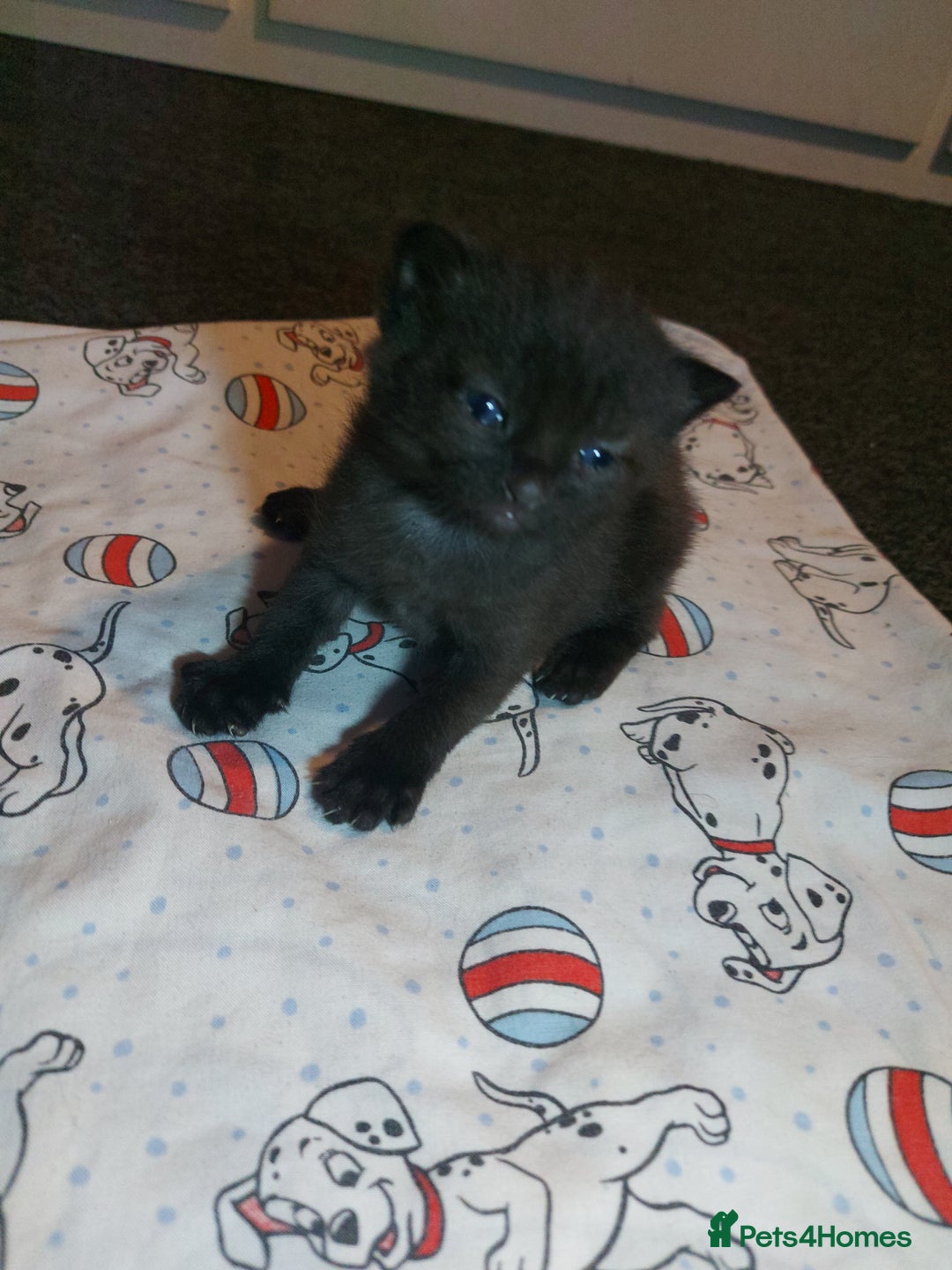 Mixed Breed cats for sale: 4 beautiful kittens - Image 13