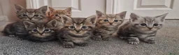 Maine Coon cats for sale: Gorgeous Half Maine Coon kittens  - Advert 1