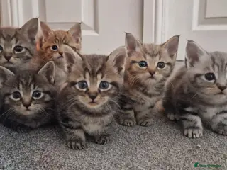 Maine Coon cats Gorgeous Half Maine Coon kittens - Advert 6