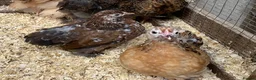 Chickens poultry for sale: Pekins various colours ages and sexes - Advert 6