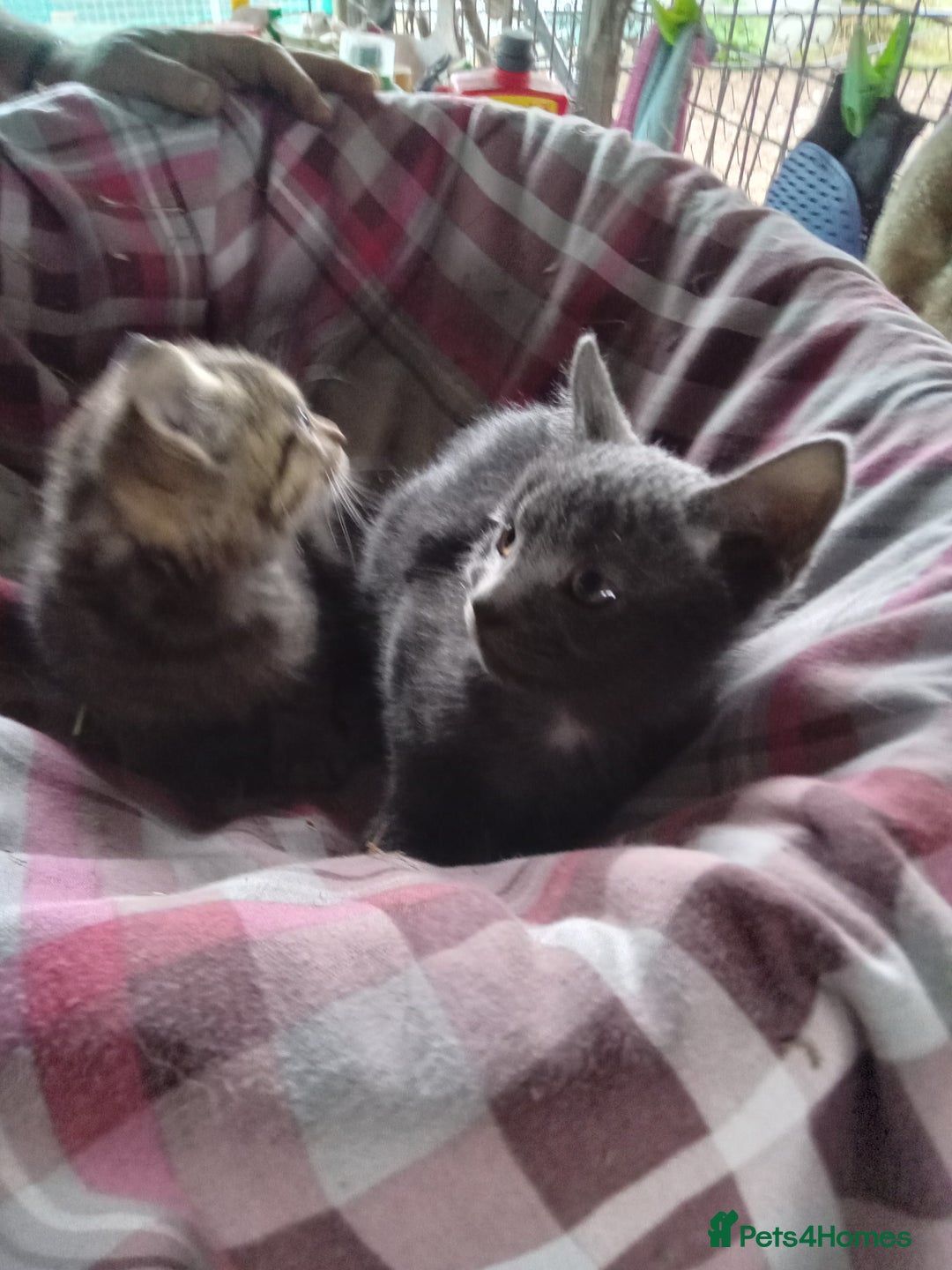 Mixed Breed cats for sale: RRAGDOLL/BENGAL X MOGGY KITTENSSS - Image 6