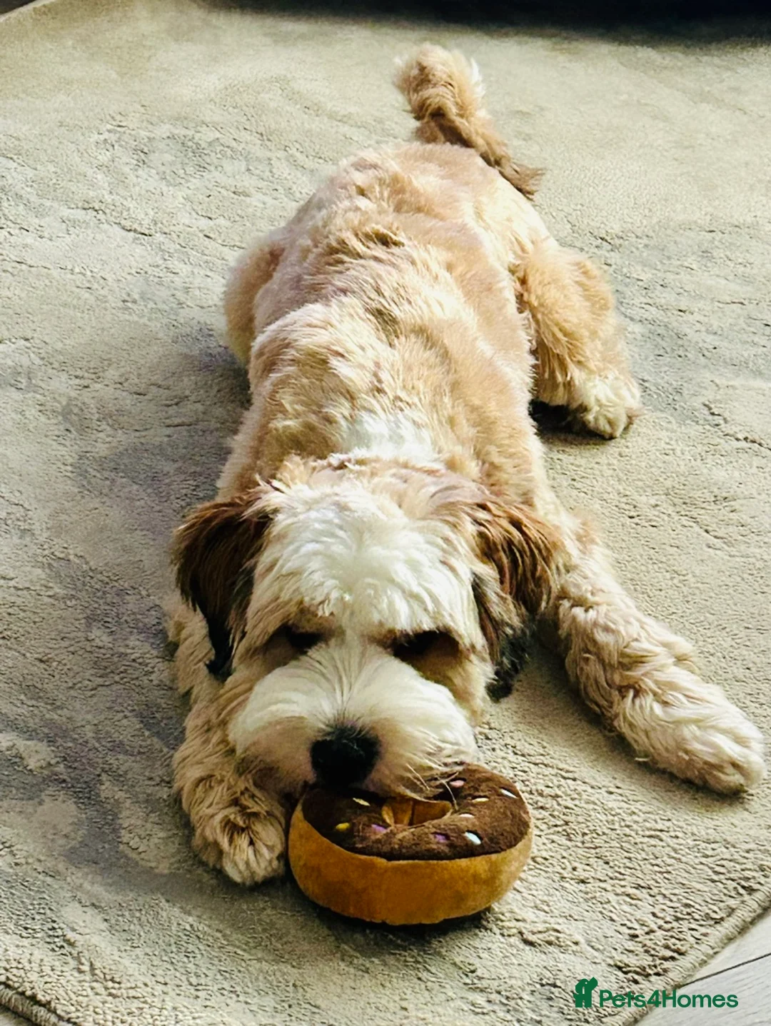 Tibetan Terrier dogs for stud: Excellent KC Reg Proven Tibetan Terrier for Stud in Oldham - Advert 13