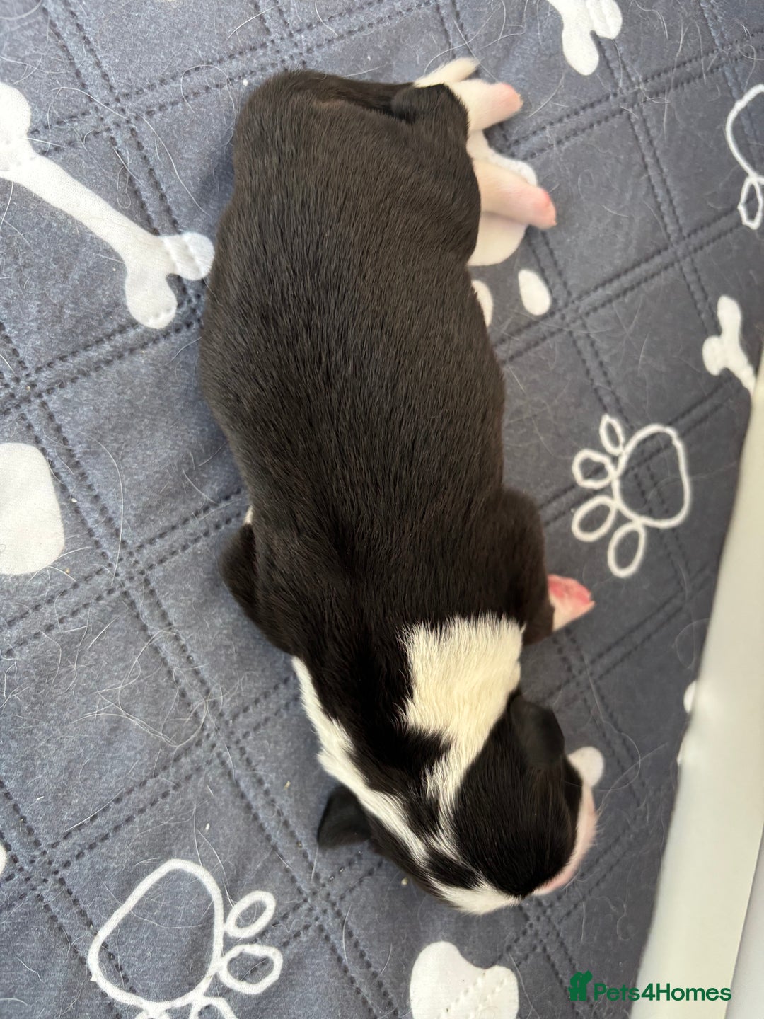 Border Collie dogs for sale: Heath tested collies - Image 27