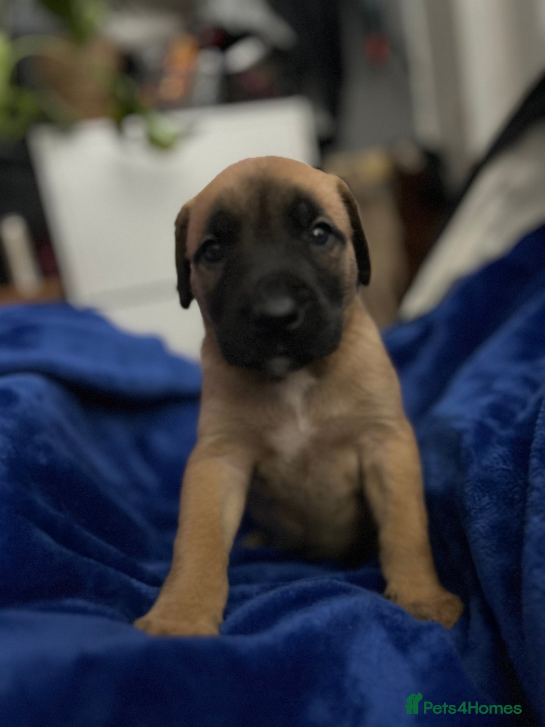 Mixed Breed dogs for sale: Mix breed Staff  - Advert 17