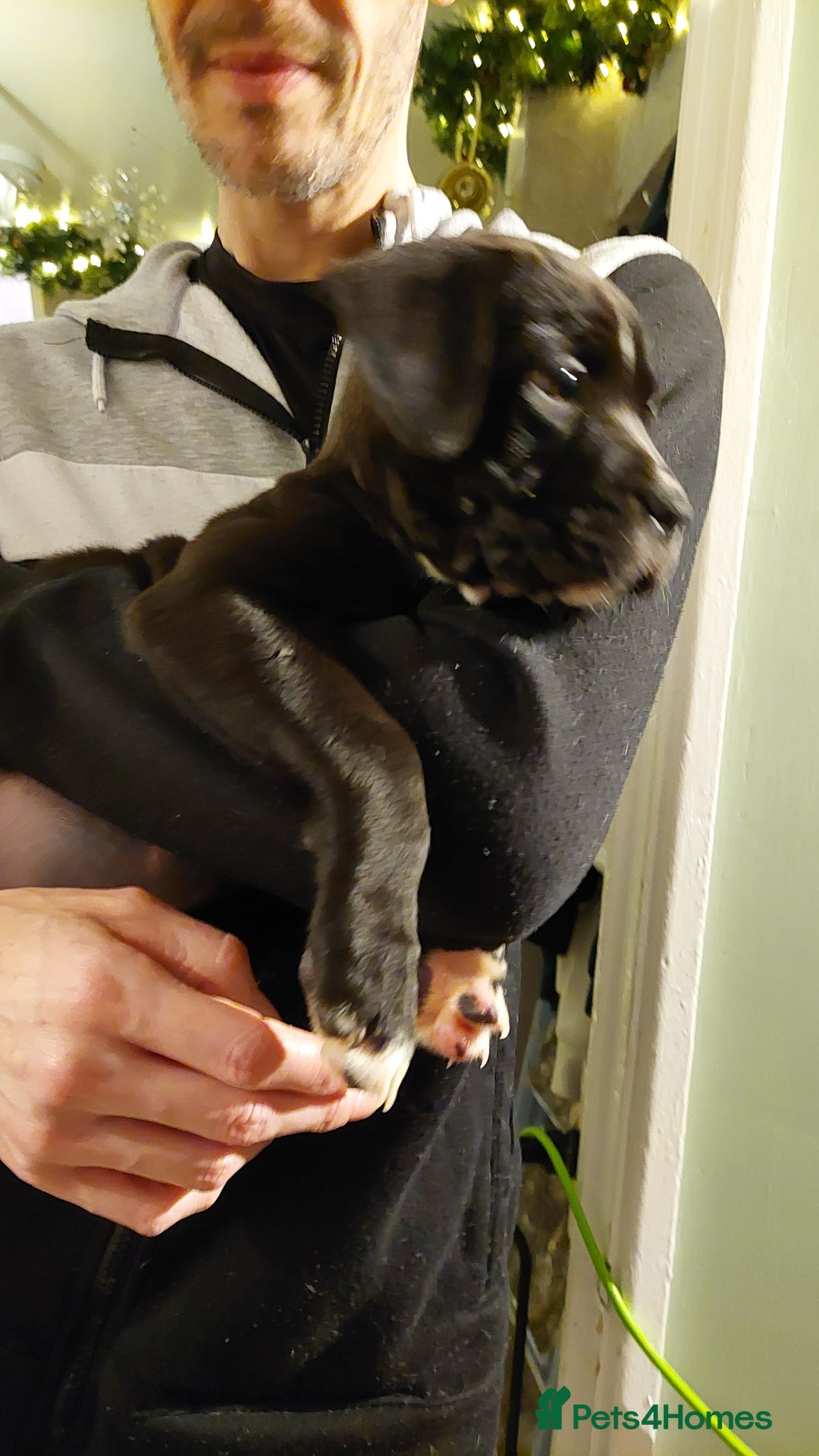 Mixed Breed dogs for sale: Cane Corso cross American bulldog puppy's  - Advert 15