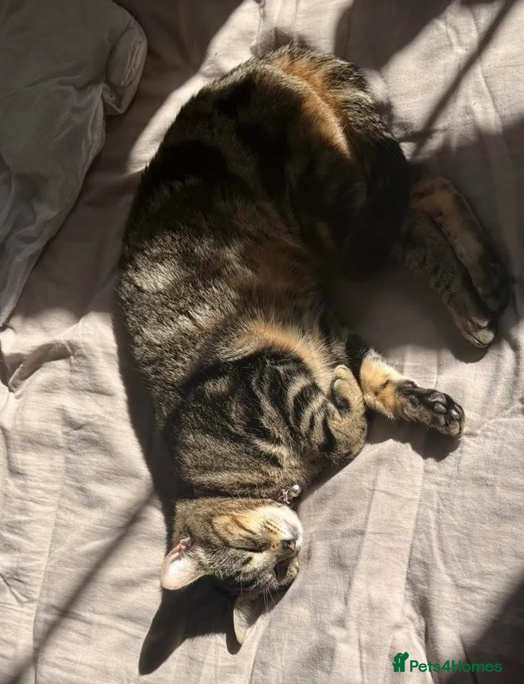 Mixed Breed cats for sale: Beautiful grey/tabby kitten - Advert 1