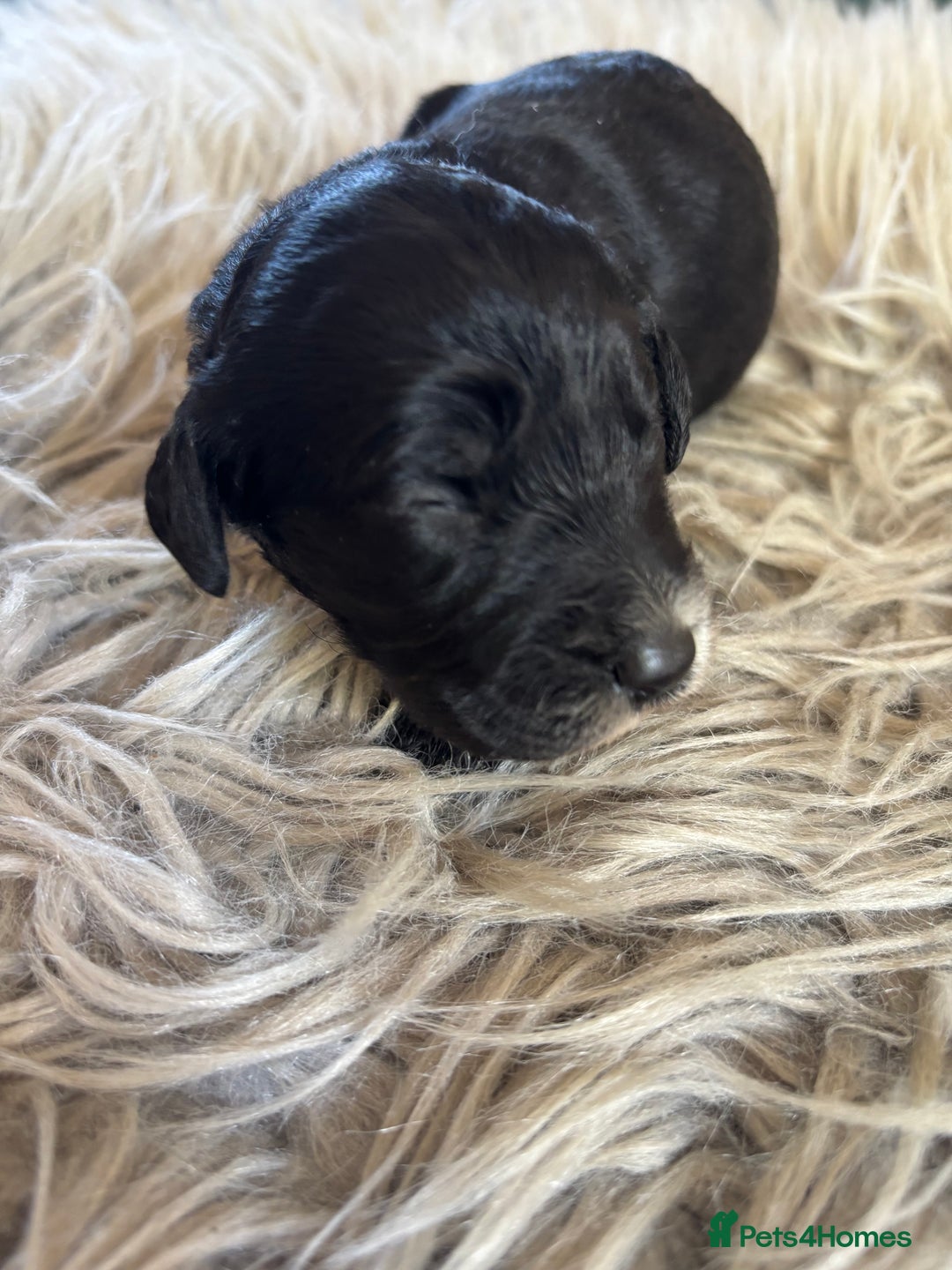 Goldendoodle dogs for sale: 12 Stunning Goldendoodles - Image 26