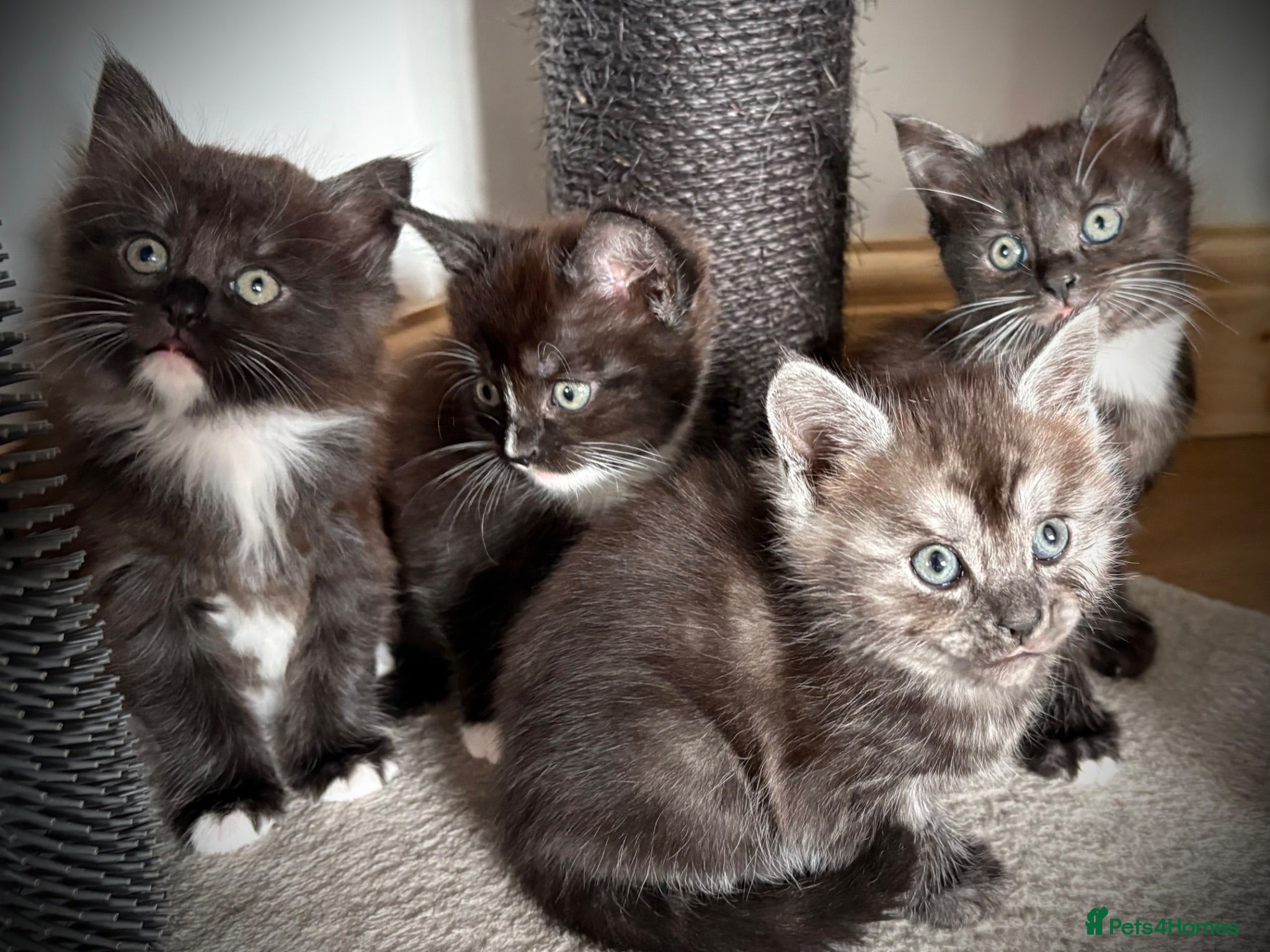 Maine Coon cats Polydactyl Maine coon kittens  - Advert 4