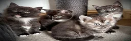 Maine Coon cats for sale: 🐾LAST KITTEN🐾 Polydactyl kittens  - Advert 2