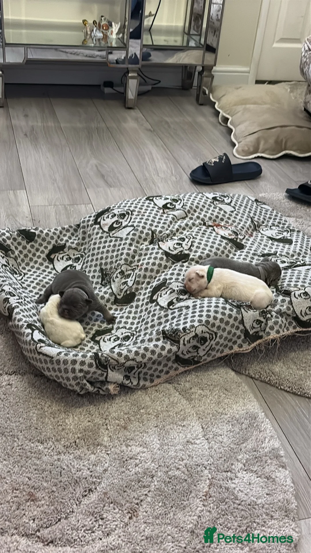 French Bulldog dogs for sale: Kc registered French bulldog puppies - Advert 7