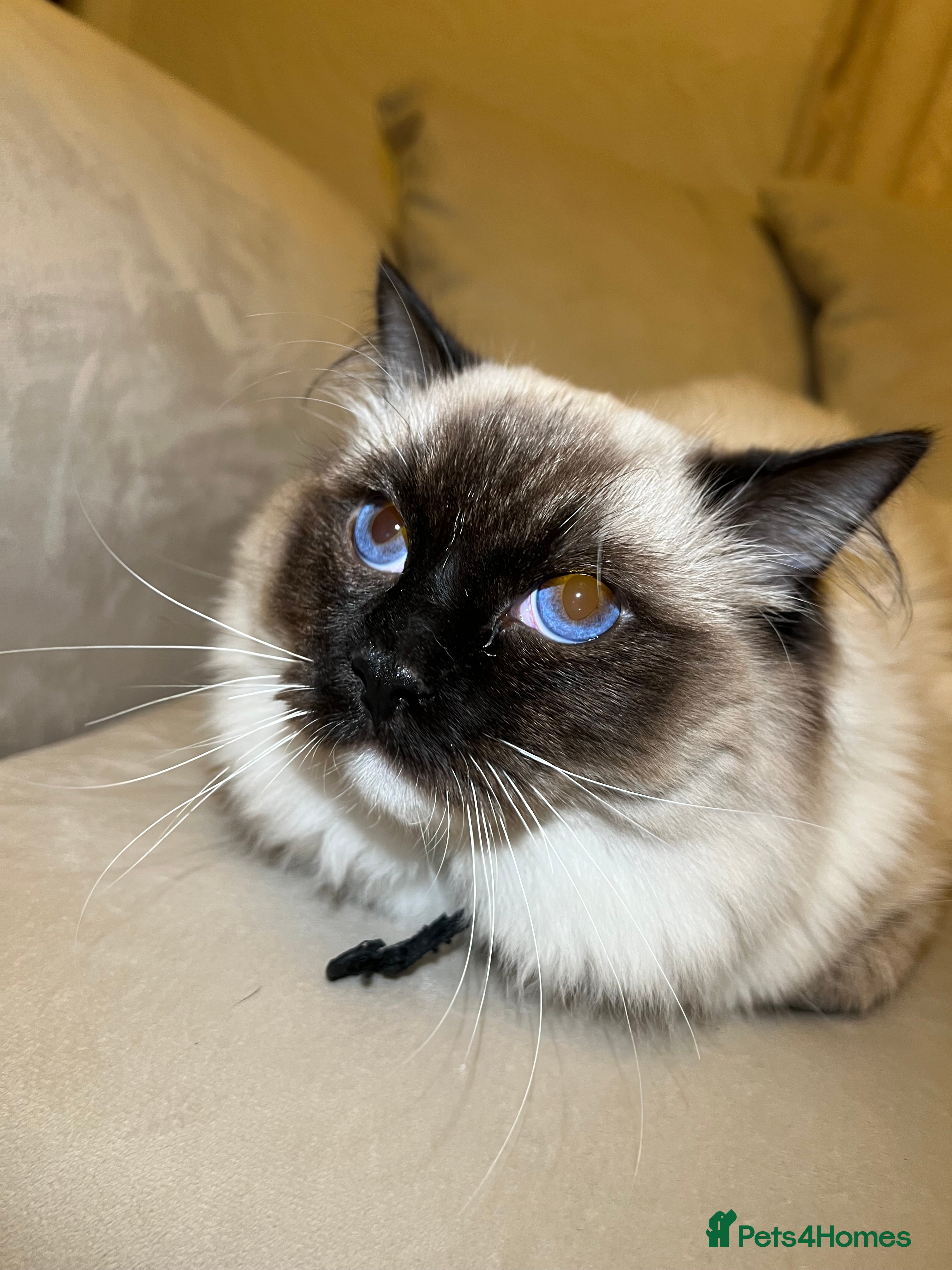 Ragdoll cats Ragdoll stud only  - Advert 1