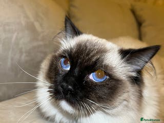 Ragdoll cats Ragdoll stud only - Advert 1