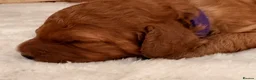 Cavapoo dogs for sale: Cavapoo puppies  - Advert 1