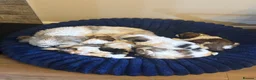 Shih Tzu dogs for sale: Shih Tzu Puppies - Advert 7