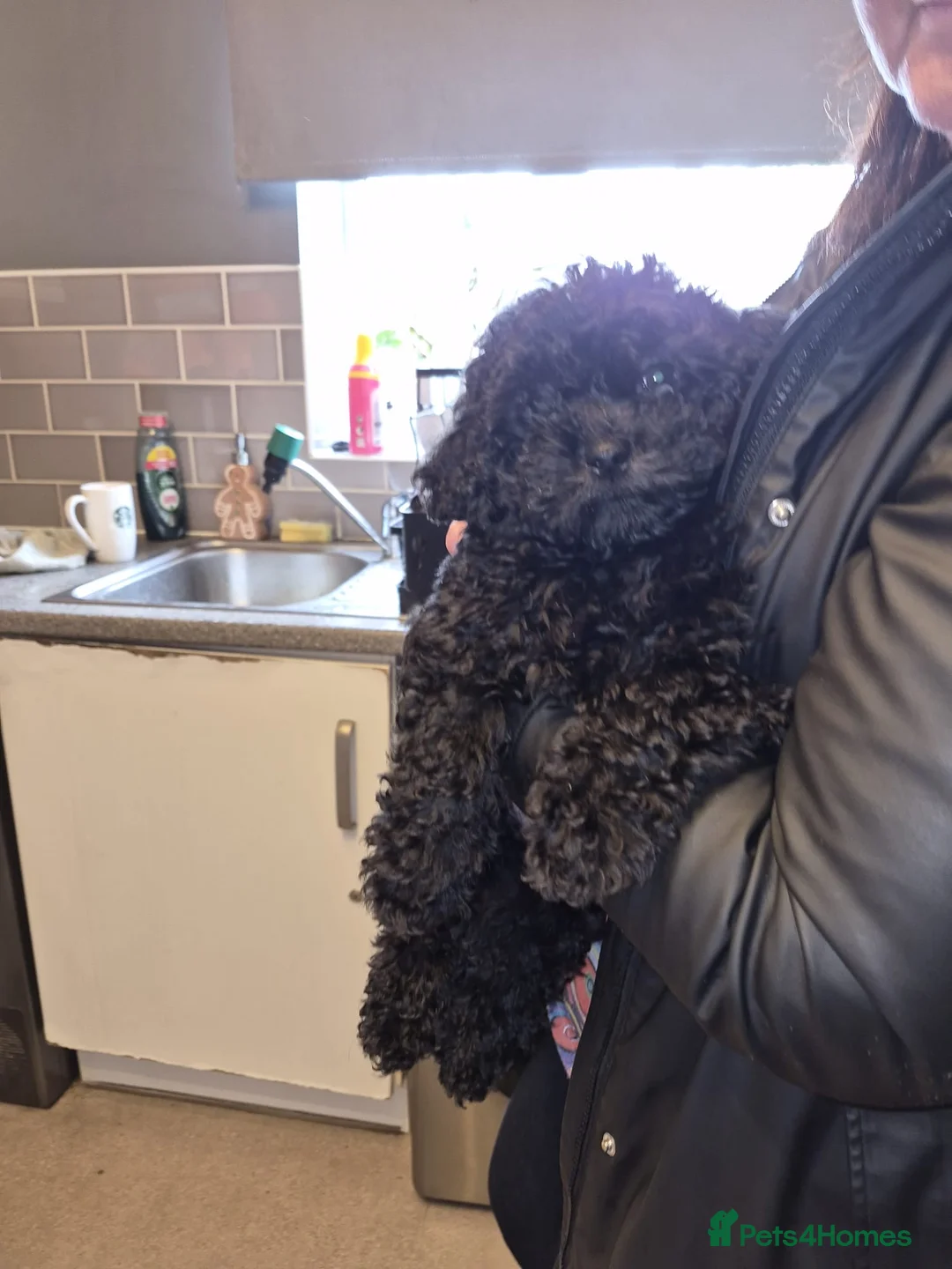 Mixed Breed dogs for sale: Multi-poo (teddy) - Advert 3